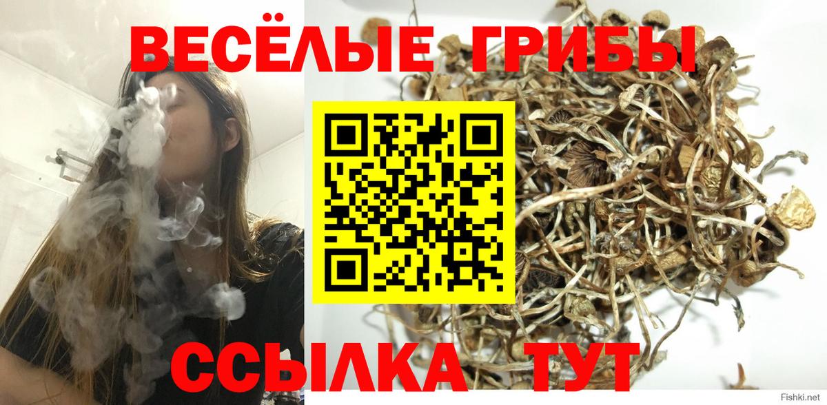 Галлюциногенные грибы MAGIC MUSHROOMS  Вход с VPN  Новосибирск  Псилоцибиновые грибы Magic Shrooms 
